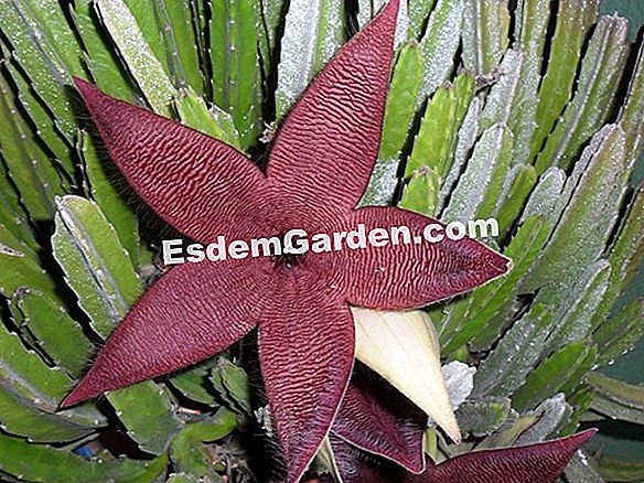 Cactus Starfish, Orbea Variegata: Plantar, Cultivar, Multiplicar 🌿 Tudo  Sobre Jardinagem E Projeto Do Jardim - 2023