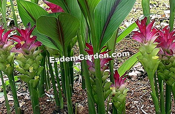 Açafrão Calathea, Calathea Com Flores, Calathea Crocata: Cultivar 🌿 Tudo  Sobre Jardinagem E Projeto Do Jardim - 2023