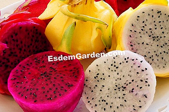 Fruta Do Dragão Vermelho, Pitaya Vermelho: Planta, Cultivar, Colheita 🌿  Tudo Sobre Jardinagem E Projeto Do Jardim - 2023