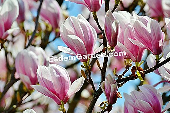 Magnolia Japonesa Com Folhas Grandes, Magnolia Hypoleuca: Cultivar ? Tudo  Sobre Jardinagem E Projeto Do Jardim - 2023