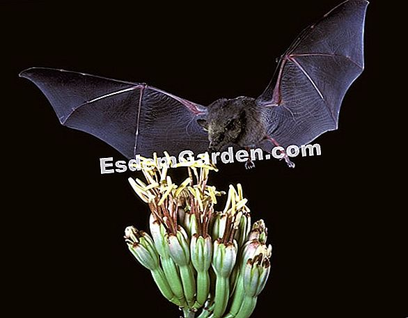 Planta Do Morcego, Flor Do Diabo, Tacca Chantrieri: Cultivar ? Tudo Sobre  Jardinagem E Projeto Do Jardim - 2023