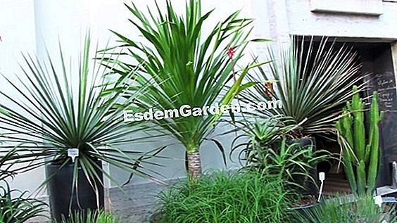 Palmeira Resistente Ao Frio: As Principais Palmeiras Rústicas 🌿 Tudo Sobre  Jardinagem E Projeto Do Jardim - 2023