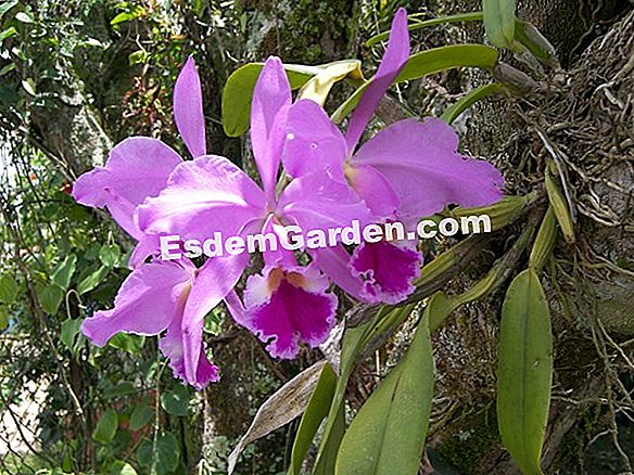 Orquídeas: Parasitas, Tratamentos 🌿 Tudo Sobre Jardinagem E Projeto Do  Jardim - 2023