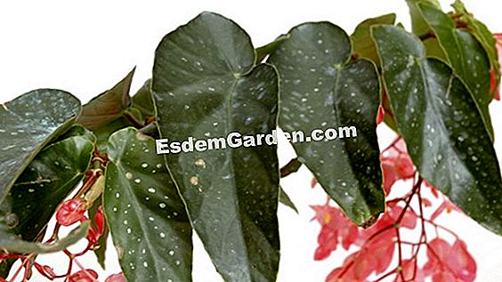 Tamaya, Begonia Bamboo, Begonia Maculata: Cultivo E Manutenção 🌿 Tudo  Sobre Jardinagem E Projeto Do Jardim - 2023