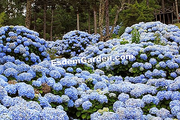 Hortênsias Azuis Bonitas Por Jaubert ? Tudo Sobre Jardinagem E Projeto Do  Jardim - 2023