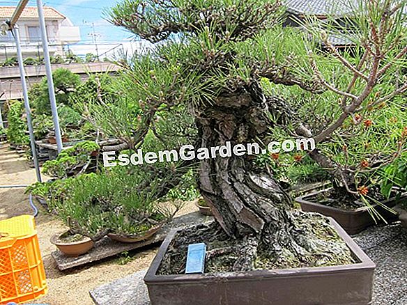 Repot bonsai