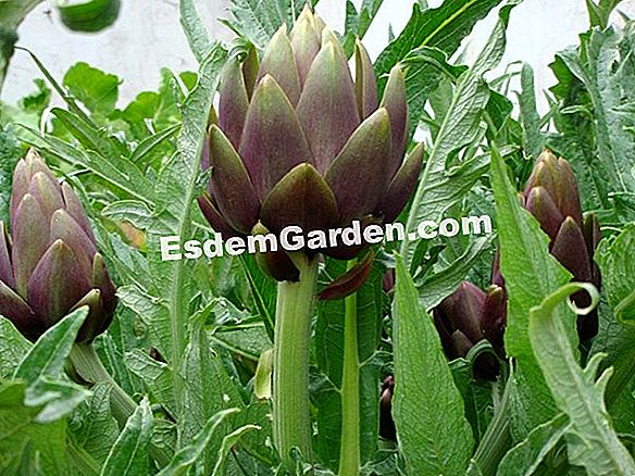 Alcachofra (Cynara scolymus): variedades, semeadura, cultivo, manutenção