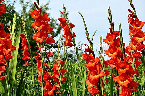 Gladiole Tear