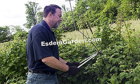 Raspberry Cultivation and Care Sheet