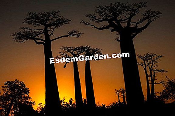 Baobab pitici, plante de sticla, medic