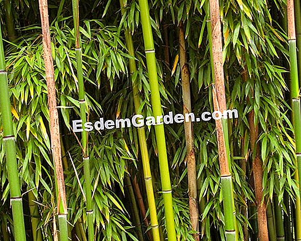 Giant bambus