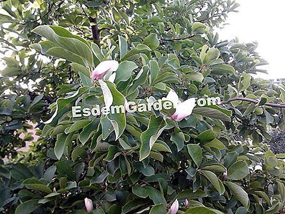Magnolia de vară, Magnolia cu flori mari