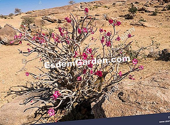 Desert Rose, Baobab fals