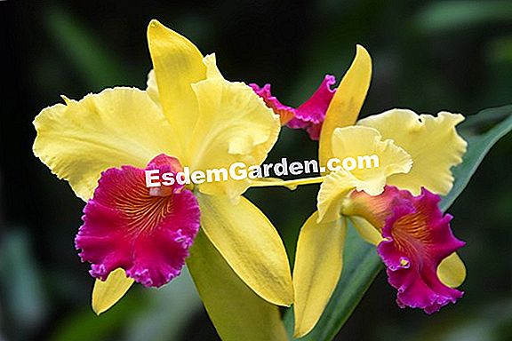 Phalaenopsis Orchid: sfaturi și trucuri