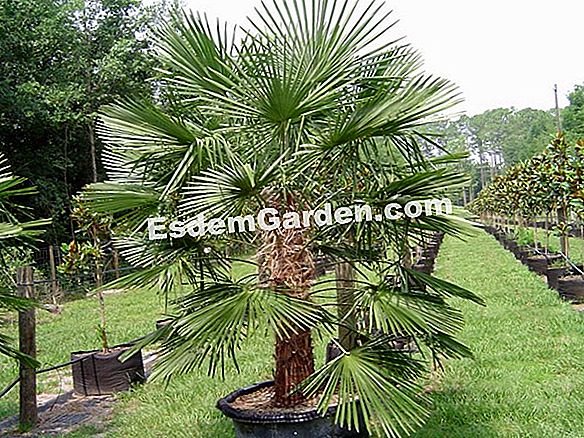 Trachycarpus, palme care se opun rece