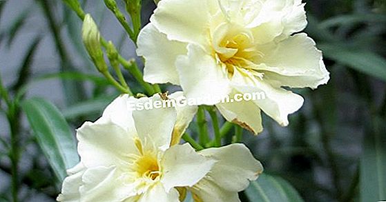 10 Orhidee parfumate