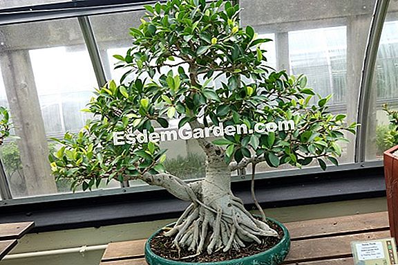 Ficus ginseng, un bonsai ușor
