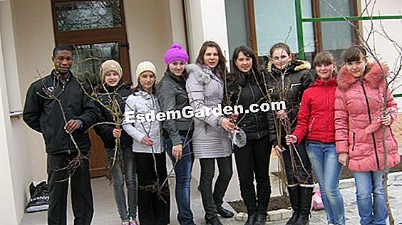Plantați un trandafir
