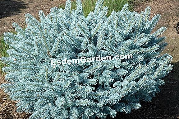 Planta brad Colorado