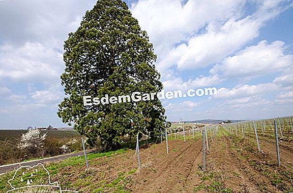 Plantați un copac mare în grădină
