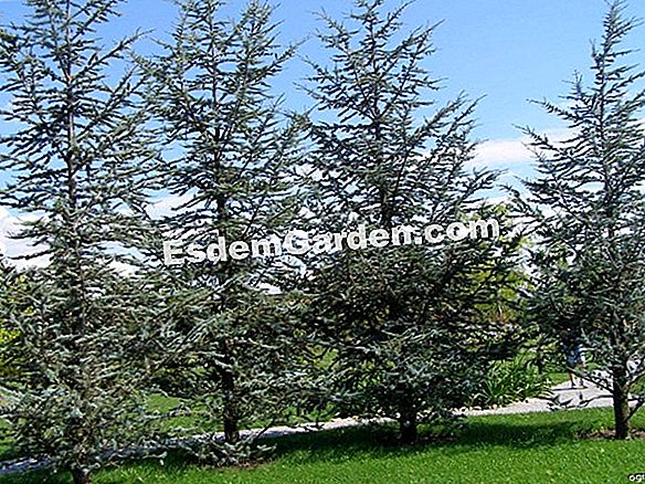 Atlas cedru (Cedrus atlantica)