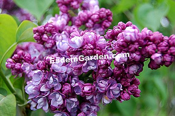 Liliac (Syringa vulgaris)