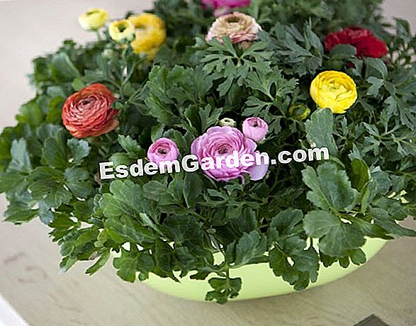 Design udare gradina