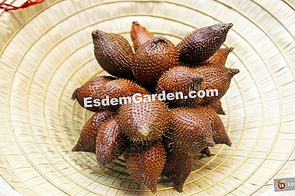 Kích thước cây ăn quả: 5 sai lầm không cam kết