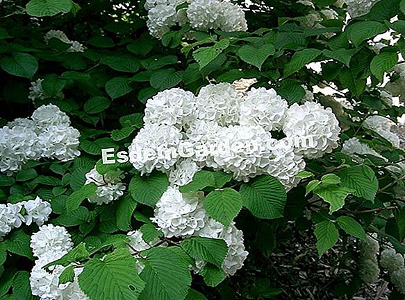 Snowball, Viburnum obier