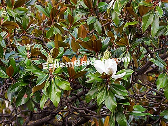 Magnolia Grandiflora Của Tôi Mất Lá, Phải Làm Gì? ? TấT Cả Về Làm VườN Và  ThiếT Kế Sân VườN - 2023