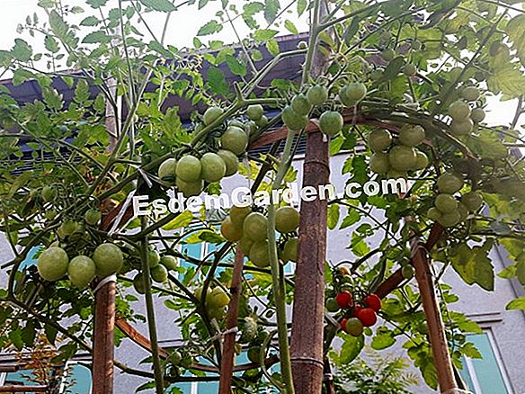 Làm thế nào để trồng dưa chuột và dưa chua