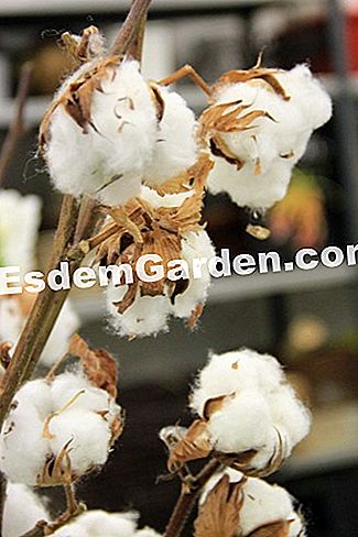 Buat diri anda sebagai pusat bunga untuk Krismas - (pusat) Buat diri anda sebagai pusat bunga untuk Krismas: anda