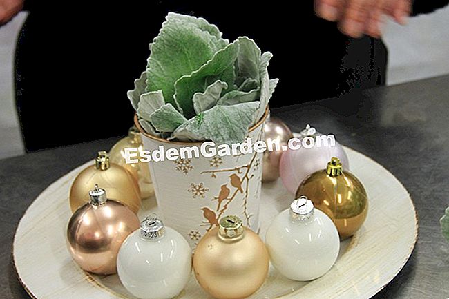 Buat diri anda sebagai pusat bunga untuk Krismas - (sebagai) Buat diri anda sebagai pusat bunga untuk Krismas: bunga