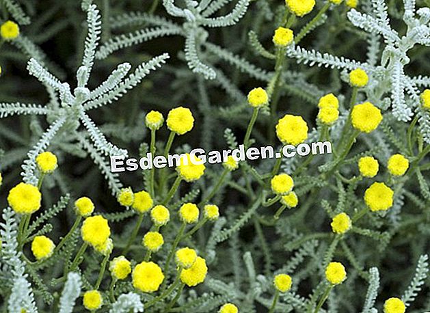 サントリンを肥料化する - () サントリン(Milly-la-foret)の薬草植物温室 -