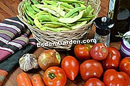 Flache Bohnen mit Tomate - (grüne) Flache Bohnen mit Tomate