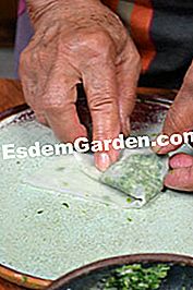 Gigitan Amaranth - (amaranth) Mengisi helai batu dan lipat samosa dalam segitiga