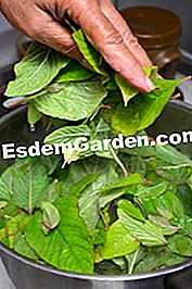 Gigitan Amaranth - (dalam) Pemutihan daun amaranth dalam air mendidih