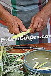 Cardoons au gratin - gratin Vågógömbök