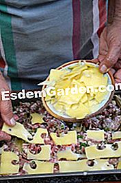 Cardoons au gratin - cardoons Befejezés sajt szelettel