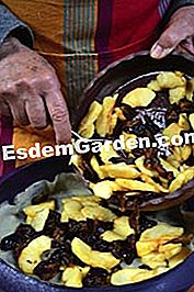 Buah epal prune - (minit) Buah epal prune: epal