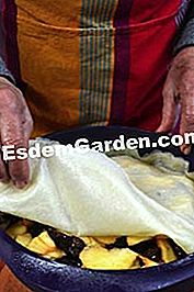 Buah epal prune - (prune) Buah epal prune: minit