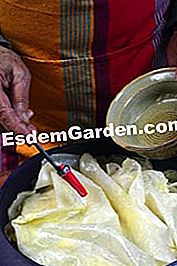 Buah epal prune - (prune) Buah epal prune: buah