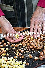Croccantezza di nocciole - (croccantezza) Nocciole tostate