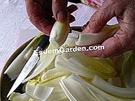 Caramelized endives with jus oren - (oren) Pembersihan endoster