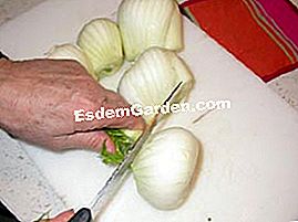 Finocchio delle colline - (colline) Preparazione di finocchio