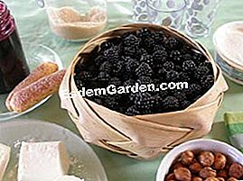 Verrine mature piccole svizzere - (mature) Verrines maturi - piccoli ingredienti svizzeri