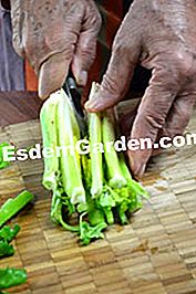 Gratin dengan saderi - (dengan) Penyediaan hati saderi