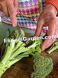 Broccoli gratin - (brokoli) Bahan-bahan broccoli gratin
