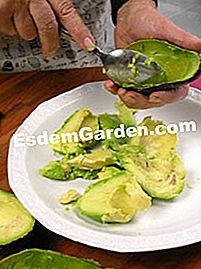 Gratin di avocado con formaggio pecorino - (pecorino) Svuotiamo gli avvocati