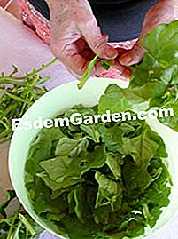 Macaroni gratin với tetragon - (bina) làm sạch tetragon